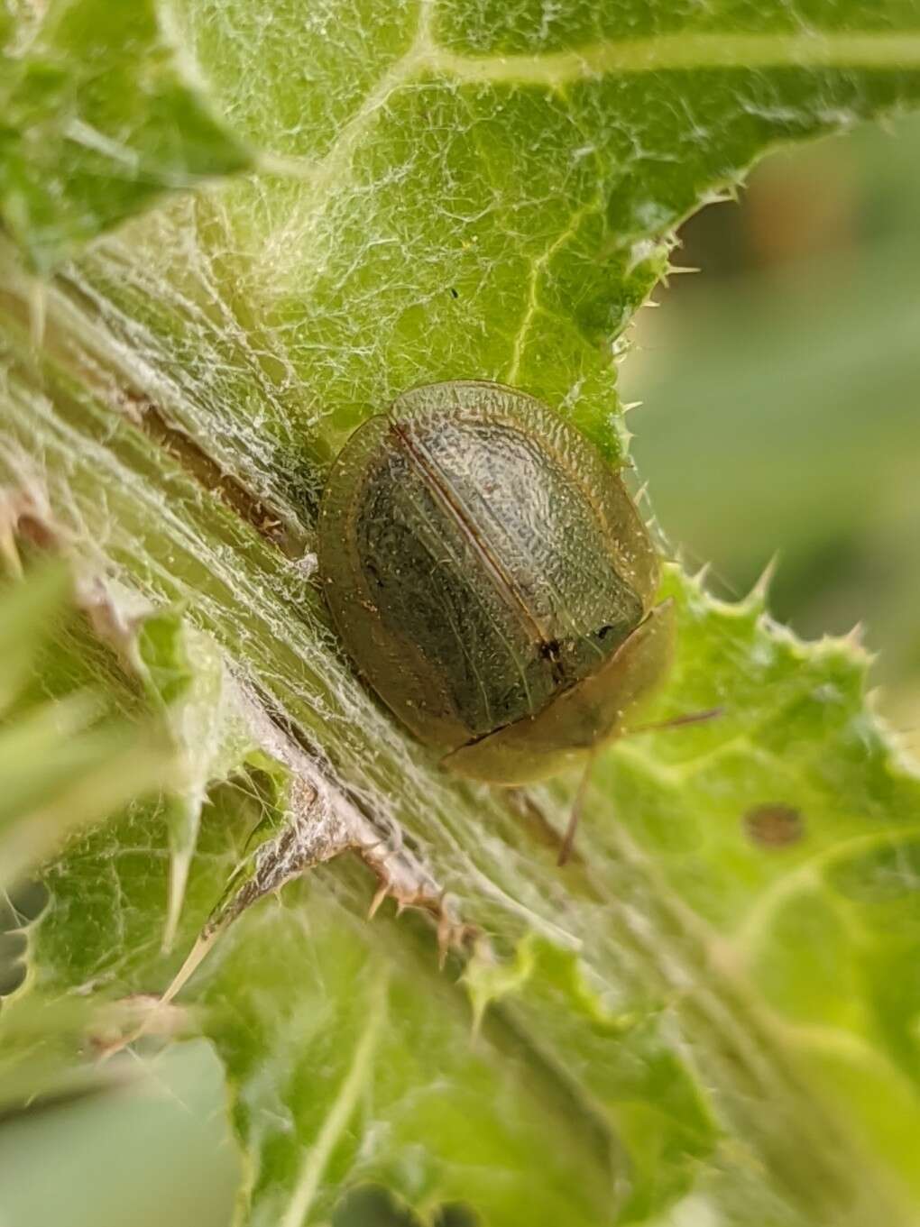 Image of Cassida (Cassida) deflorata Suffrian 1844