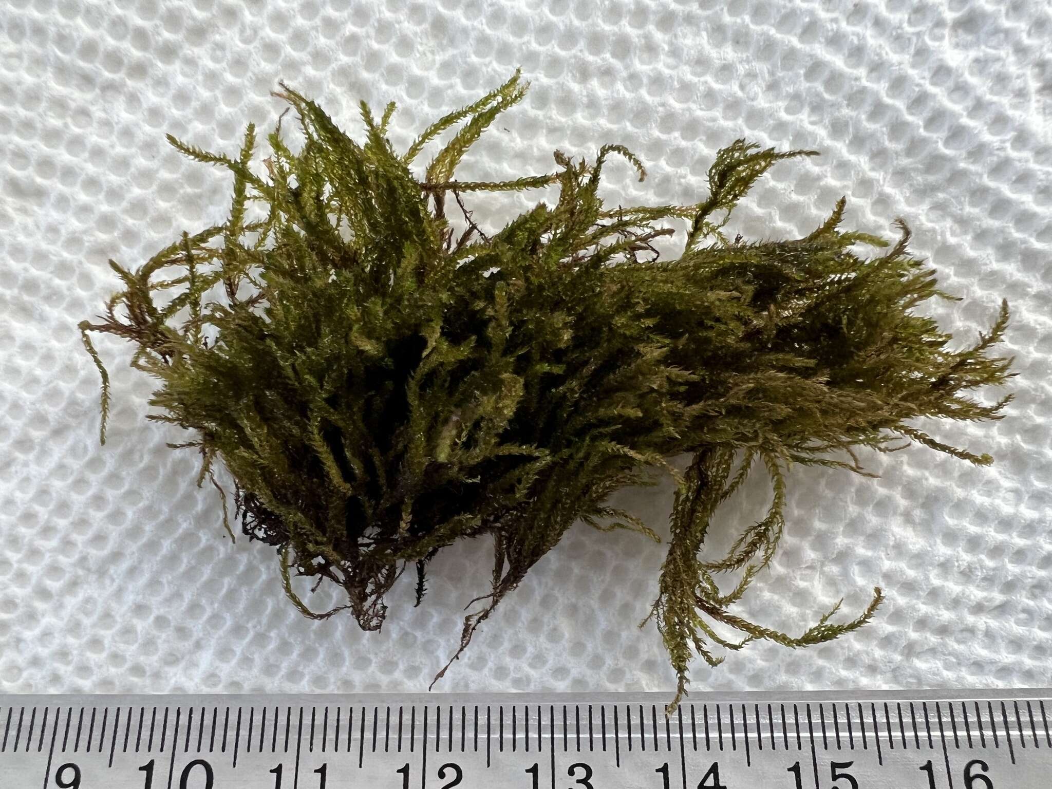 Image of brook-side feather-moss