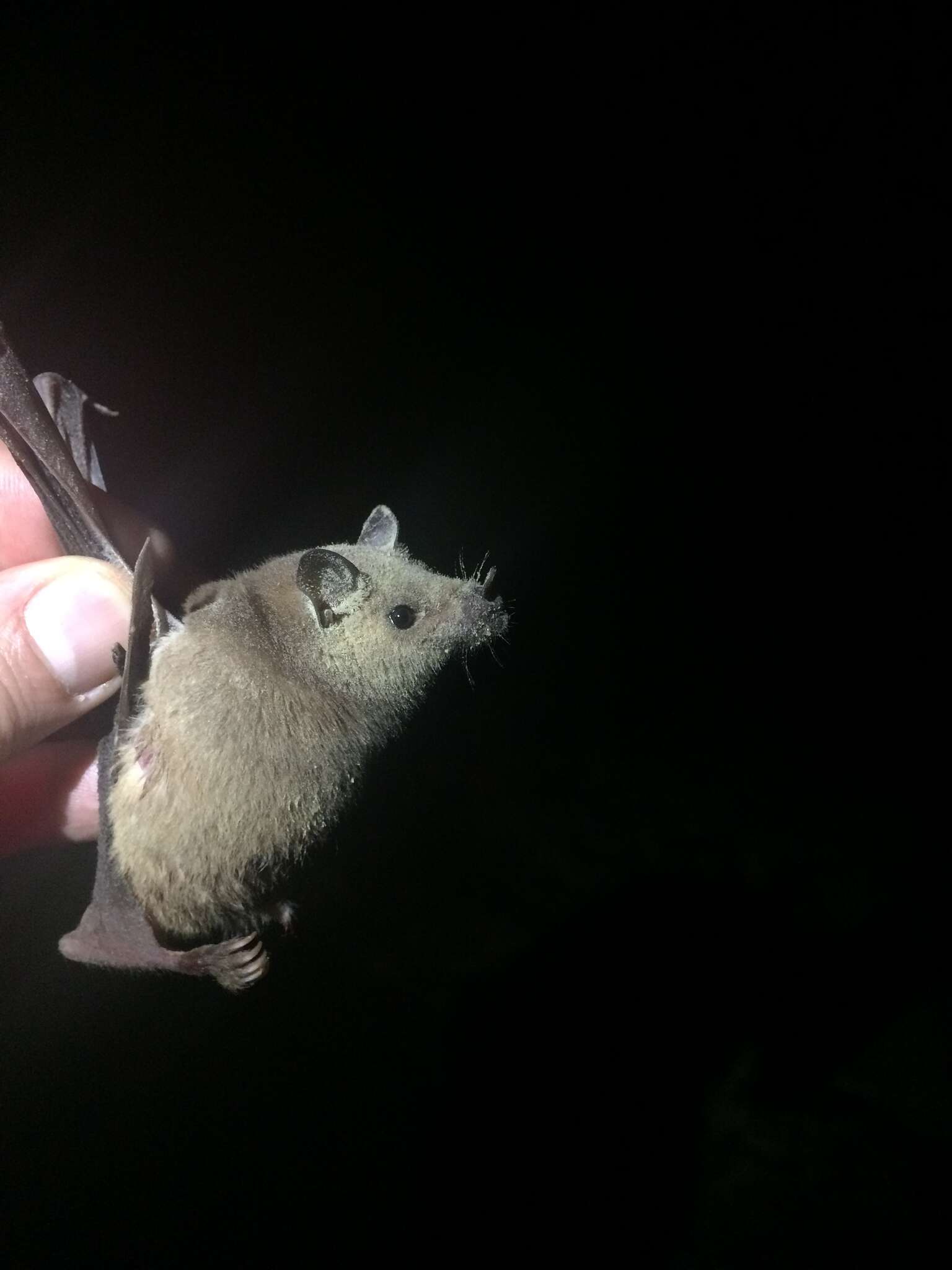 Image of Lesser Long-nosed Bat