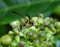 Image of Gribodia confluenta (Smith 1857)