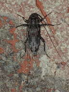 Image of Lepturges angulatus (Le Conte 1852)