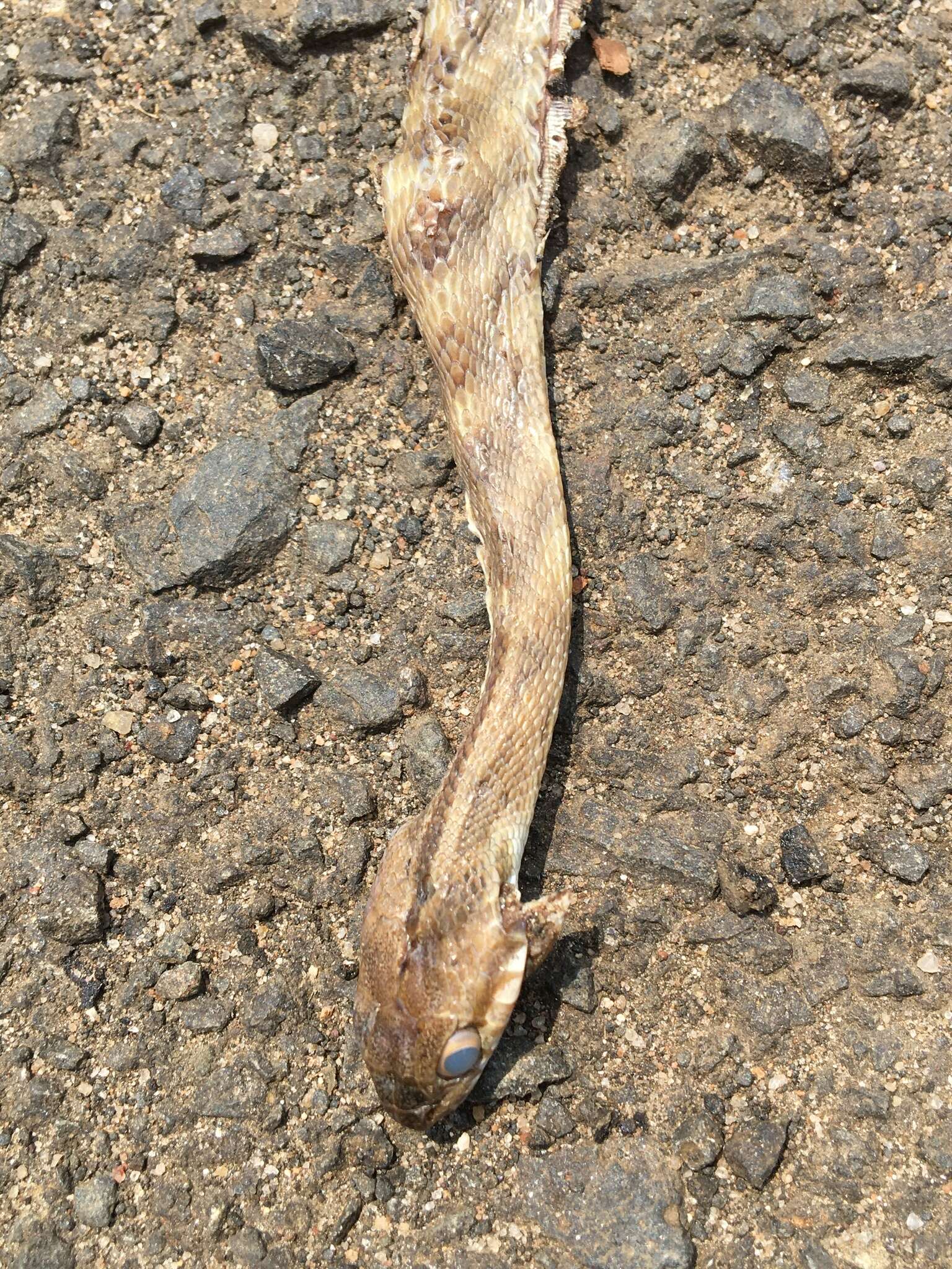 Image of Forsten's Cat Snake