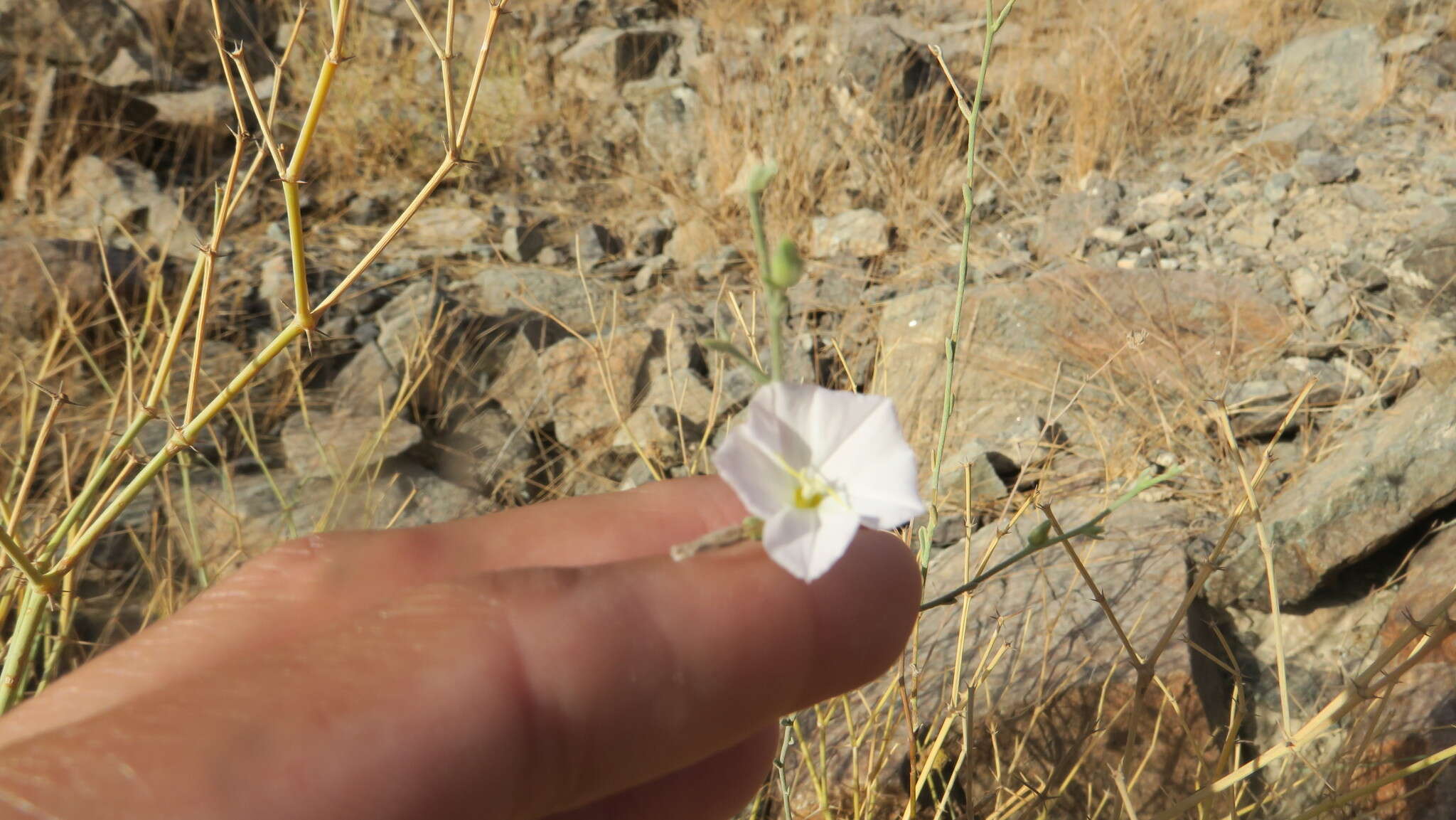 Imagem de Convolvulus prostratus Forsk.