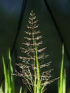 Слика од Sporobolus paniculatus (Trin.) T. Durand & Schinz