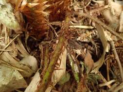 Image of Polystichum fibrillosopaleaceum (Kodama) Tag.