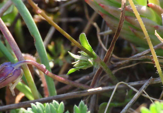 Image of Dwarf Pansy