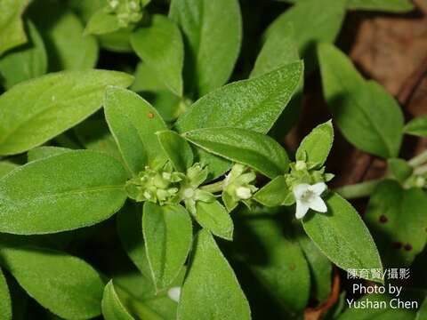 Neanotis hirsuta (L. fil.) W. H. Lewis resmi