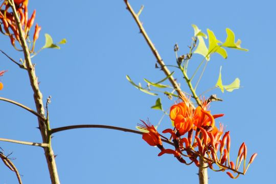 Image of Bat's wing coral tree