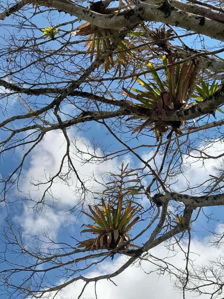 Image of Tillandsia fendleri Griseb.