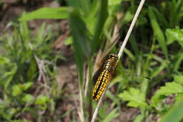 Image of Lyriothemis pachygastra (Selys 1878)