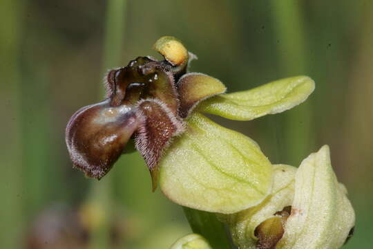 Image of Bumblebee orchid