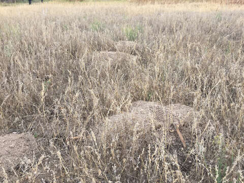 Image of Yellow-faced Pocket Gopher