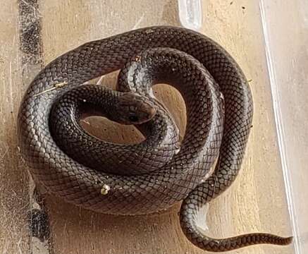 Image of Mexican Hook-nosed Snake