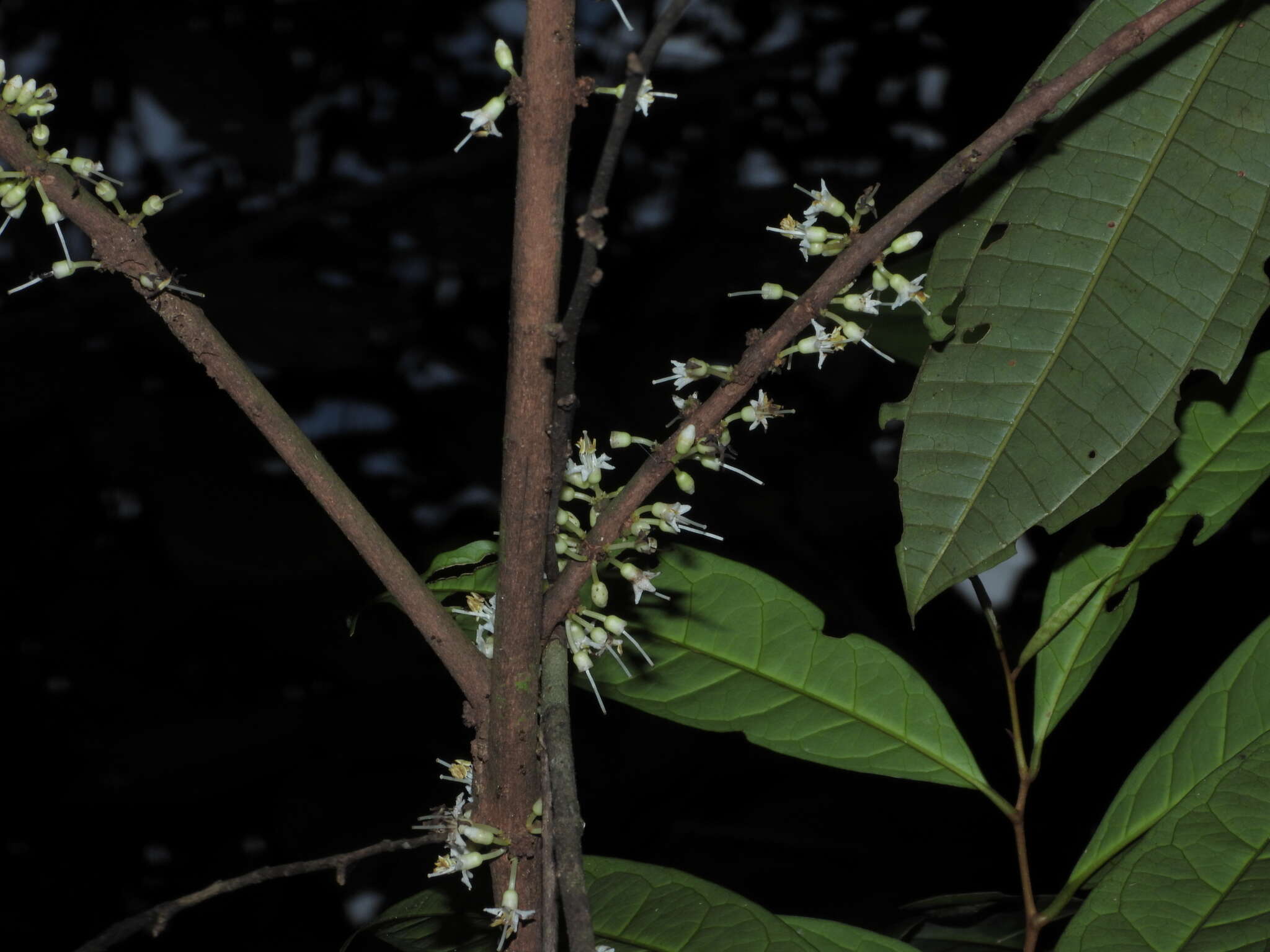 Image of Henriettea caudata (Gleason) Penneys, Michelang., Judd & Almeda