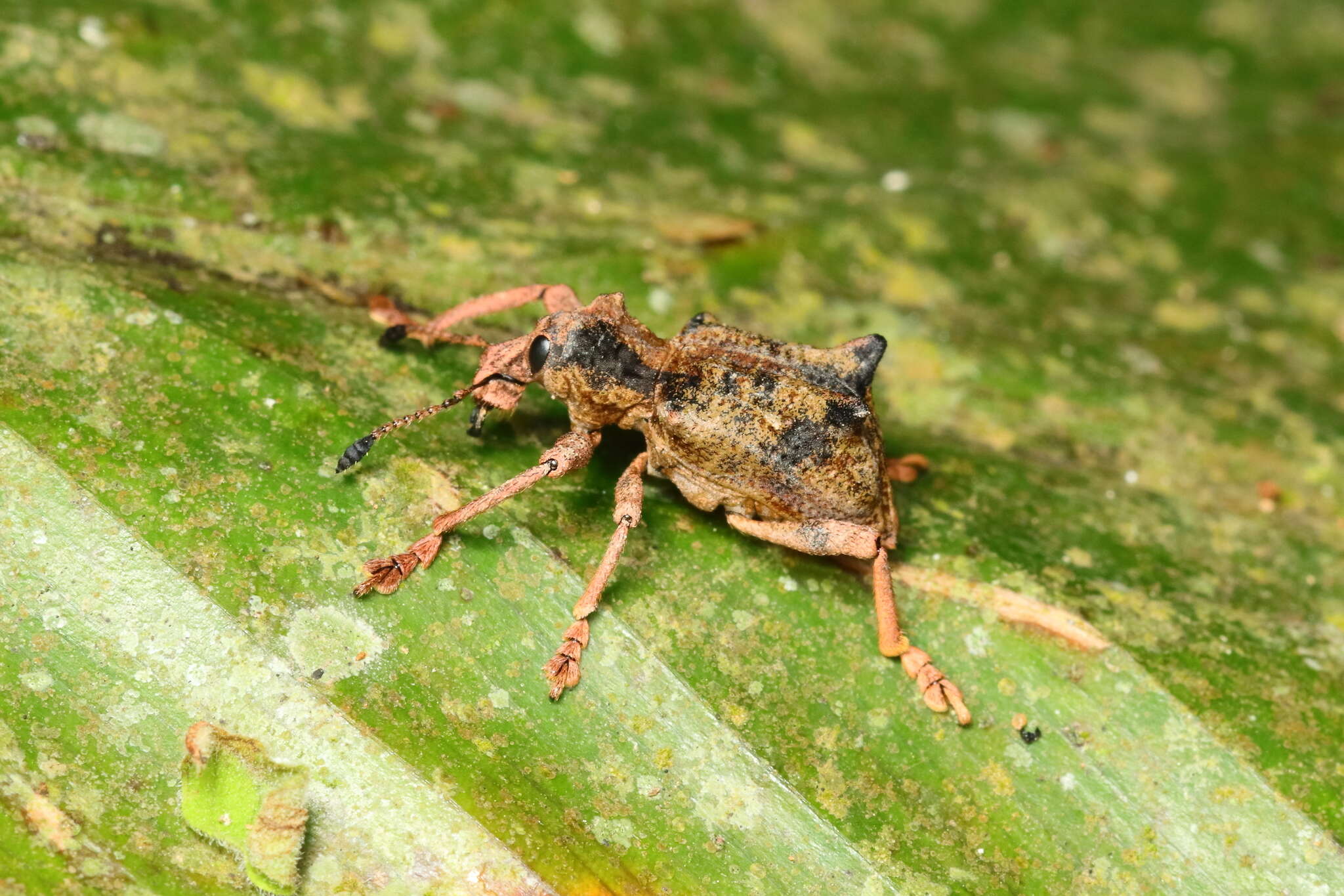 Image of Rhigus vespertilio Pascoe 1881