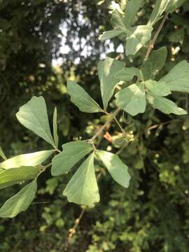 Plancia ëd Rhoicissus tridentata subsp. cuneifolia (Eckl. & Zeyh.) N. R. Urton