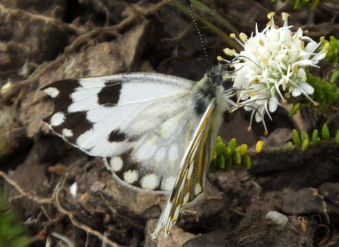 Image of Pontia helice (Linnaeus 1764)