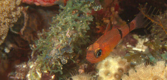 Image of Belted Cardinalfish