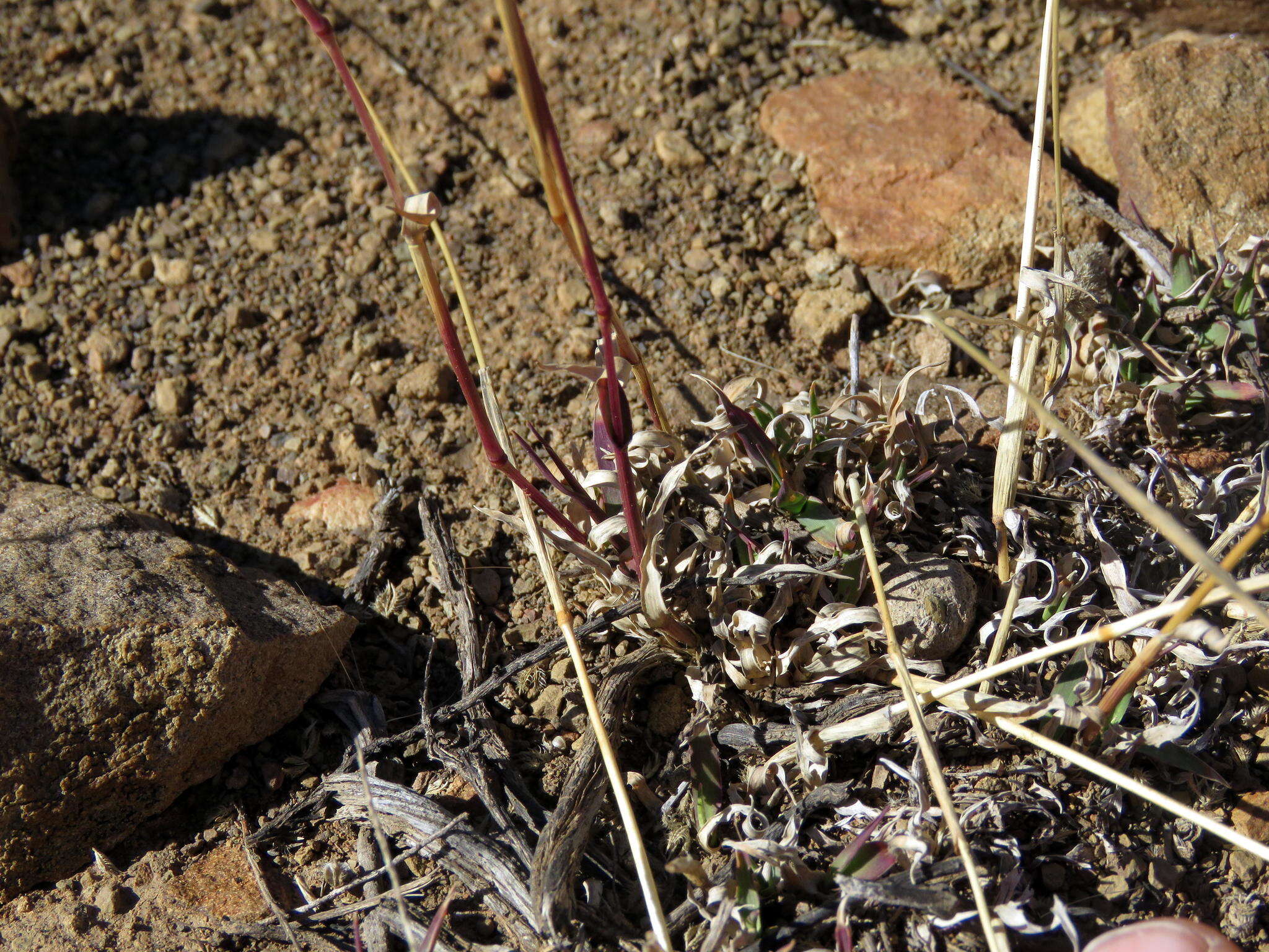 Image of Tragus koelerioides Asch.