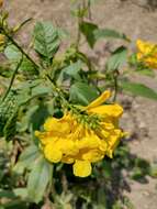 Image of chestnutleaf trumpetbush