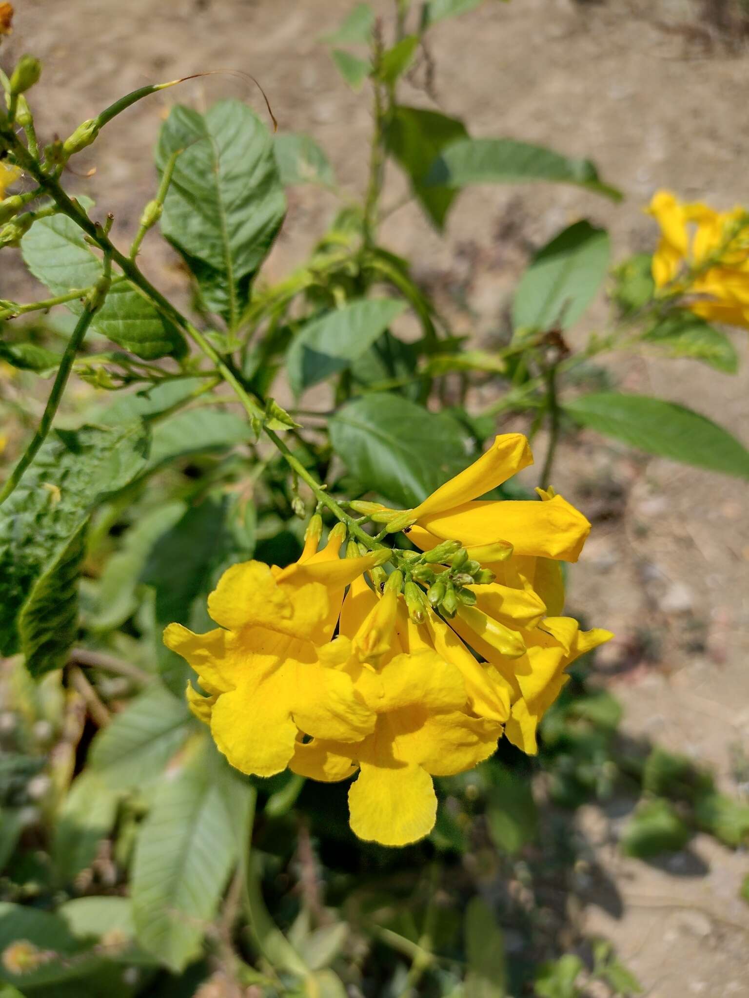 Image of chestnutleaf trumpetbush