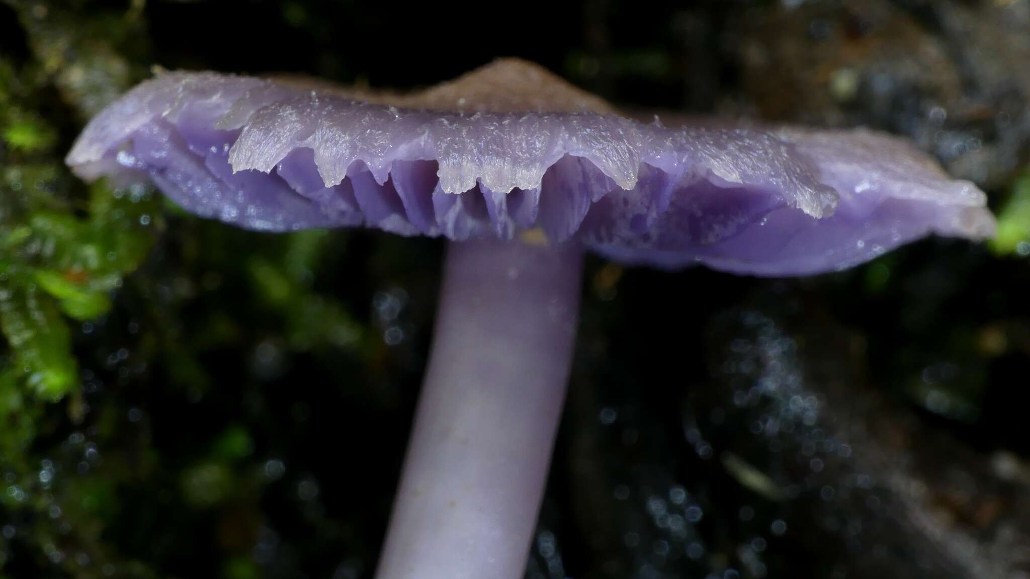 Sivun Porpolomopsis lewelliniae (Kalchbr.) Lodge, Padamsee & S. A. Cantrell 2013 kuva