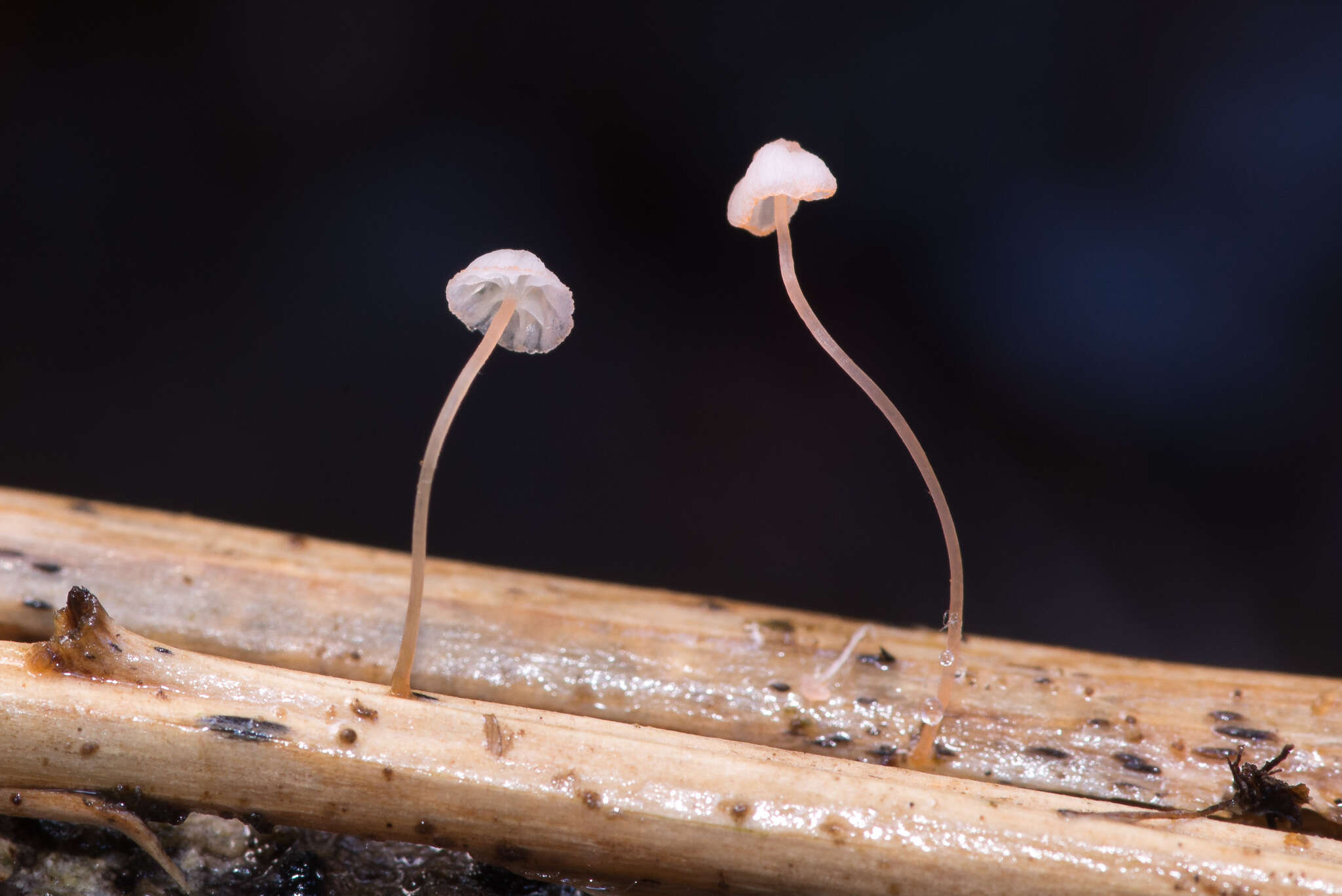 Слика од Mycena pterigena (Fr.) P. Kumm. 1871