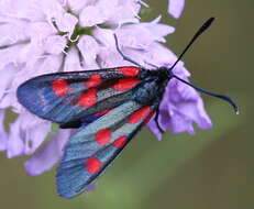 Image of Zygaena angelicae Ochsenheimer 1808