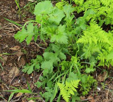 Image of Kamchatka thistle