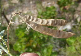 Imagem de Calpurnia villosa Harv.