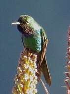 Image of Purple-throated Sunangel