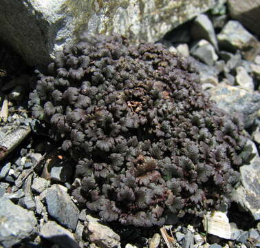 Image of Veronica cheesemanii subsp. flabellata (Garn.-Jones) Garn.-Jones