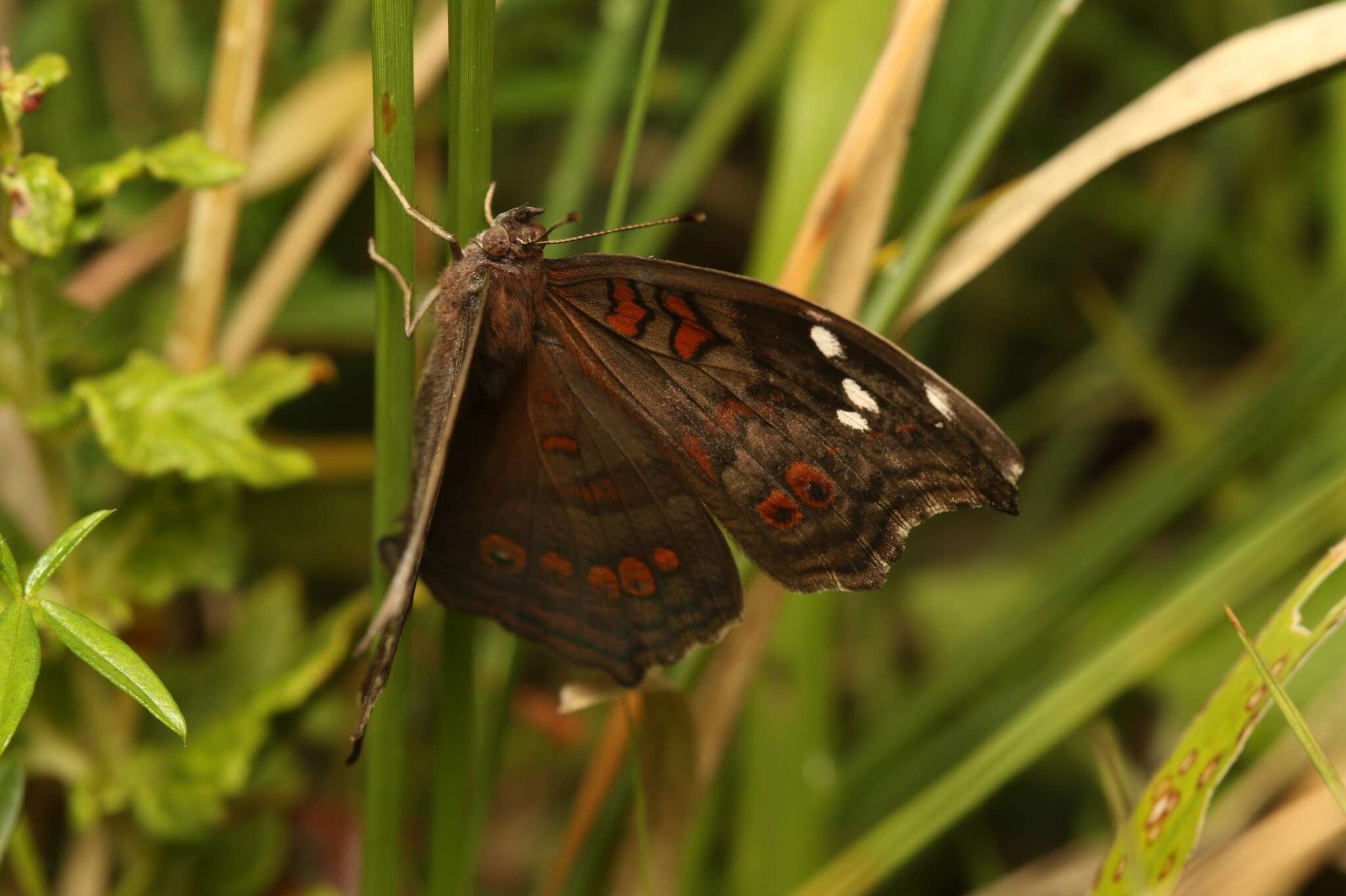 Imagem de Junonia natalica Felder 1860