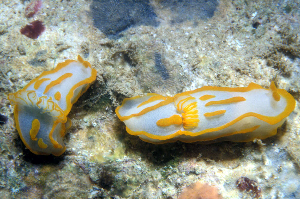 Image of Orange lined transluscent slug