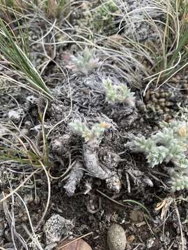 Image of haresfoot locoweed