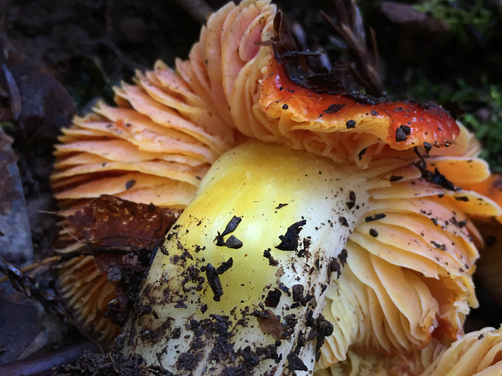 Imagem de Hygrocybe laetissima (A. H. Sm. & Hesler) Singer 1951