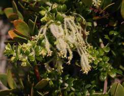 Image of Galium tomentosum Thunb.