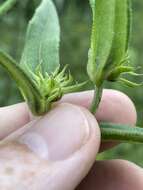 Image of Schweinitz's sunflower