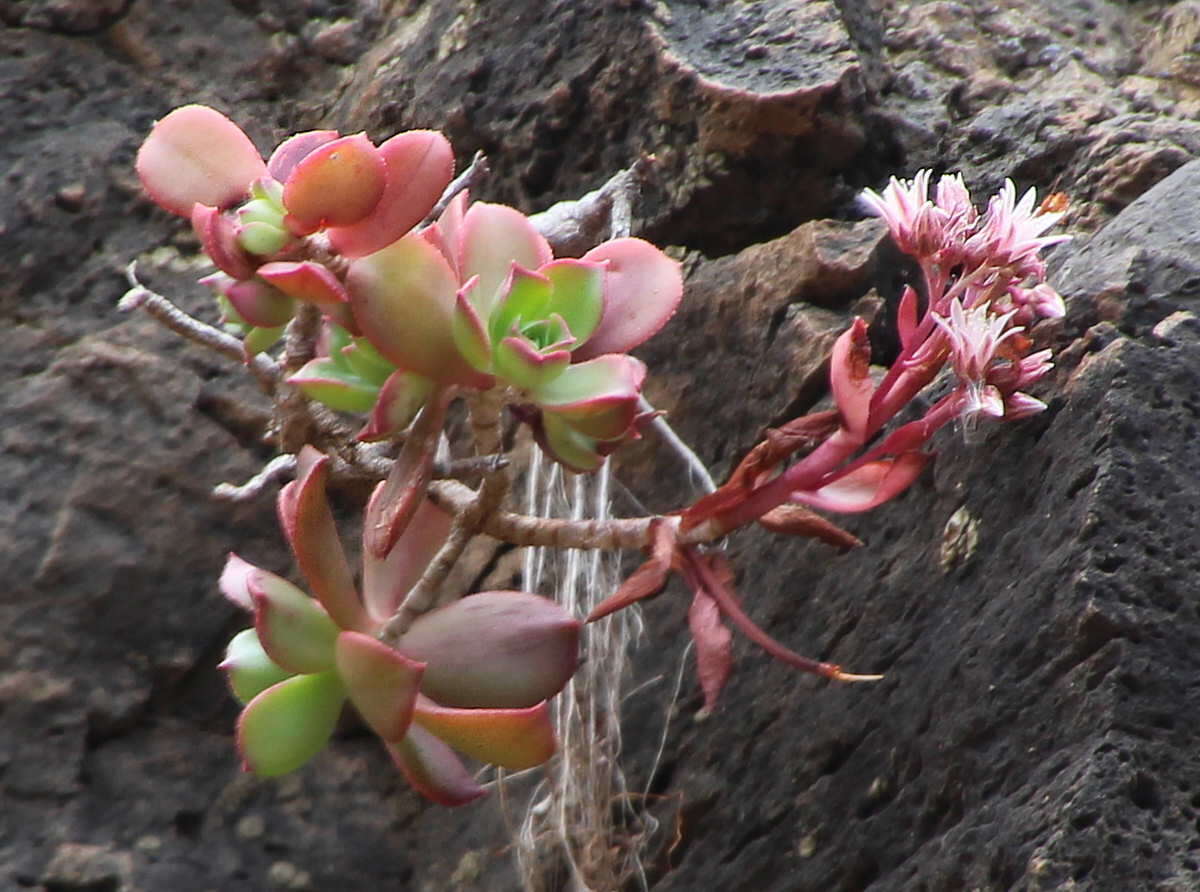 Image of Aeonium decorum Webb ex C. Bolle