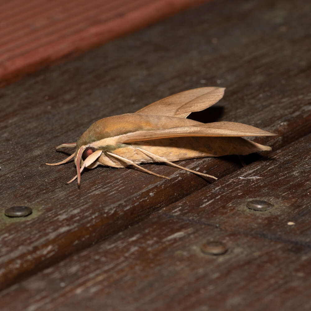 Image of Theretra celata (Butler 1877)