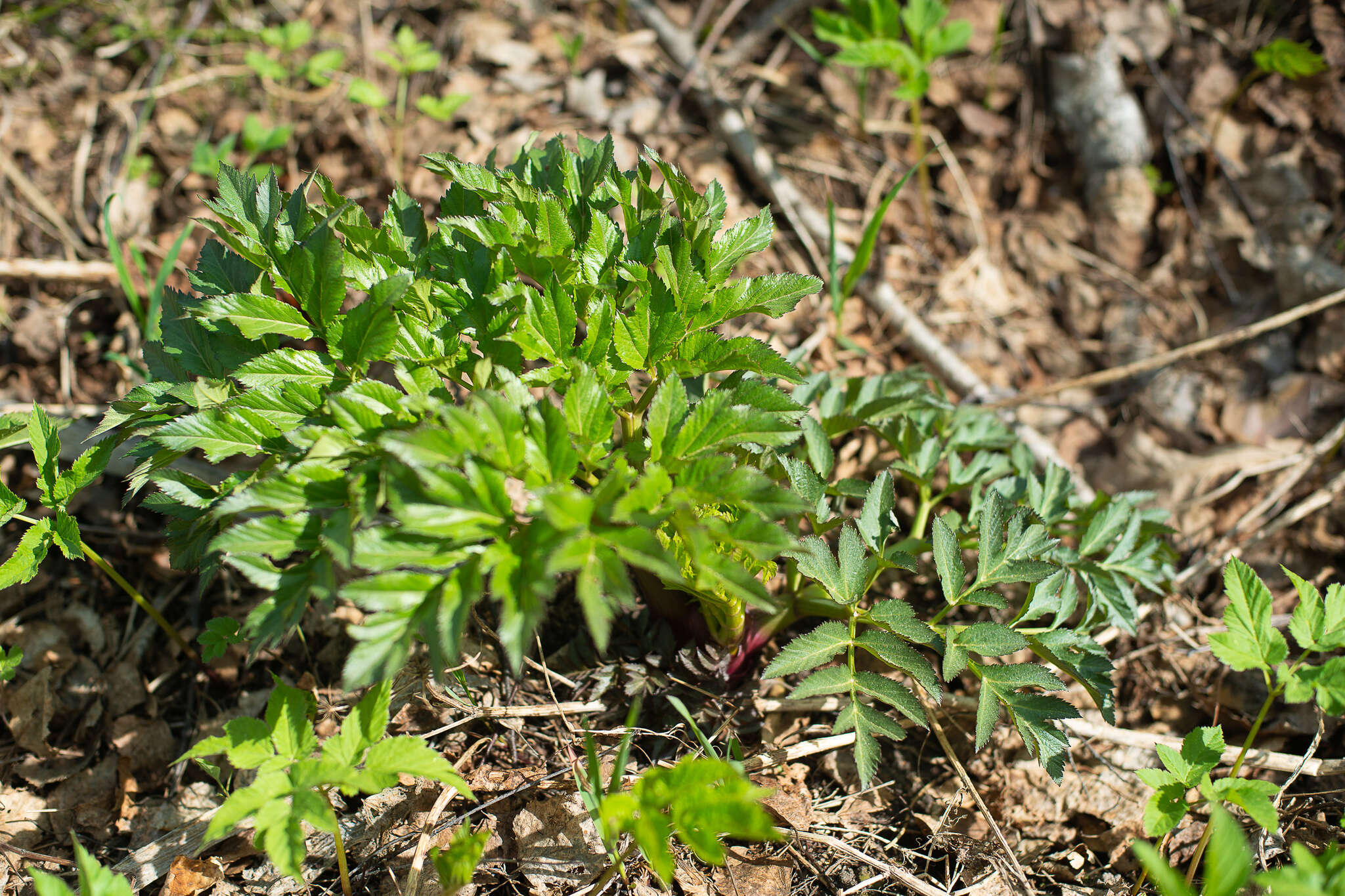 Angelica decurrens (Ledeb.) B. Fedtsch. resmi