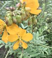 Senna scabriuscula (Vogel) H. S. Irwin & Barneby resmi