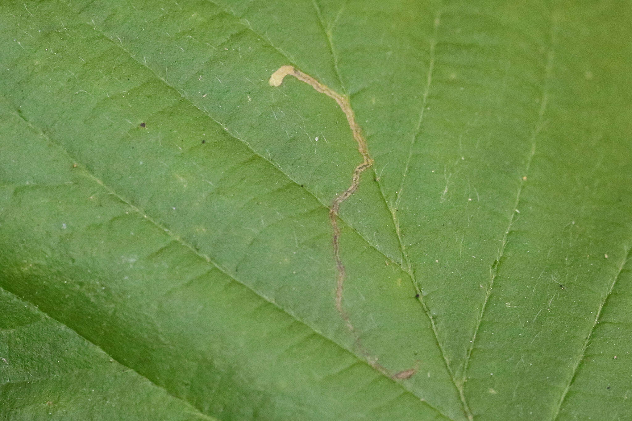 Imagem de Stigmella microtheriella (Stainton 1854) Fletcher et al. 1945