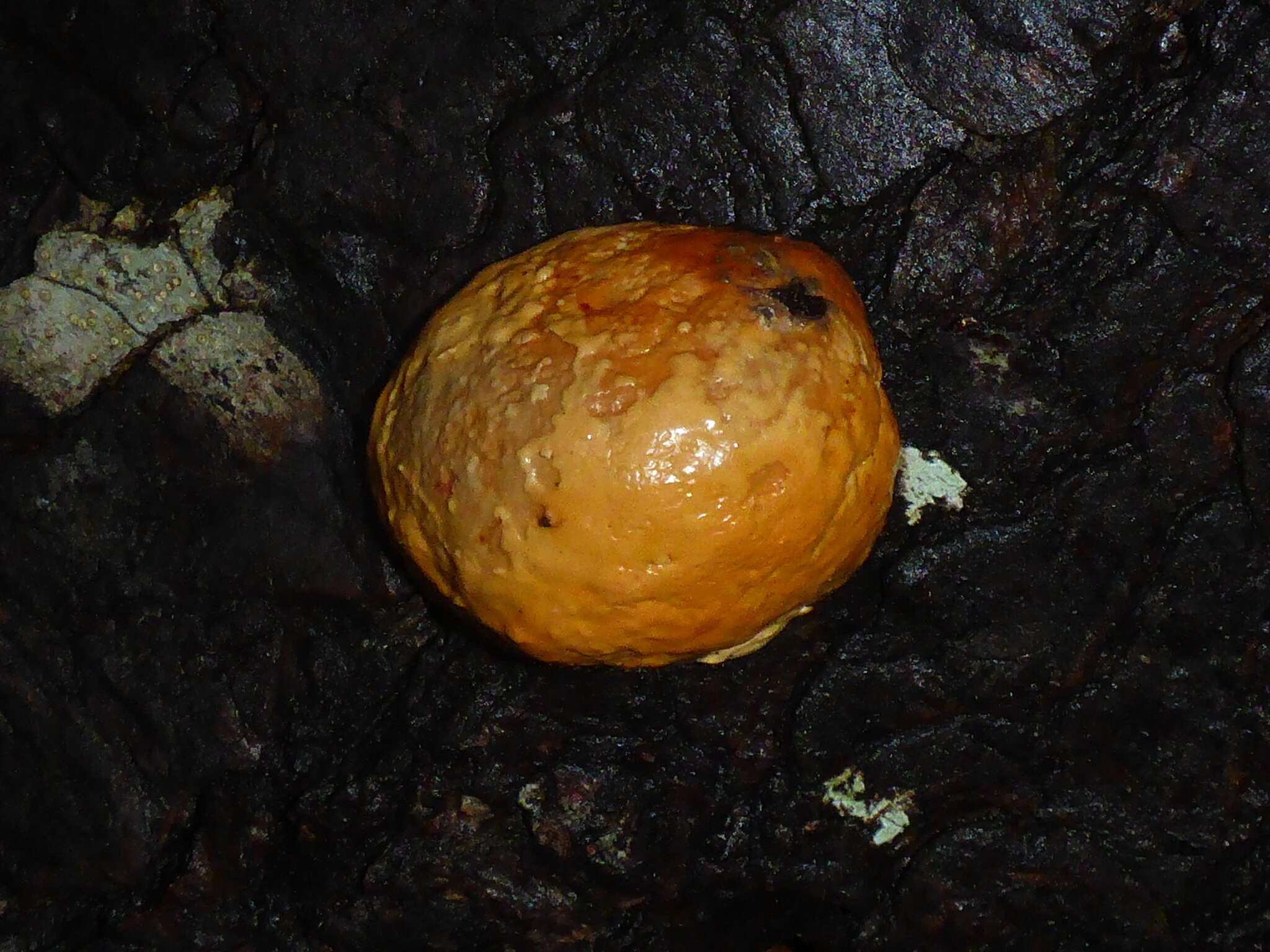 Image of Cryptoporus