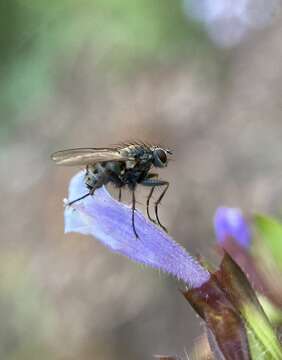 Plancia ëd Coenosia tigrina (Fabricius 1775)