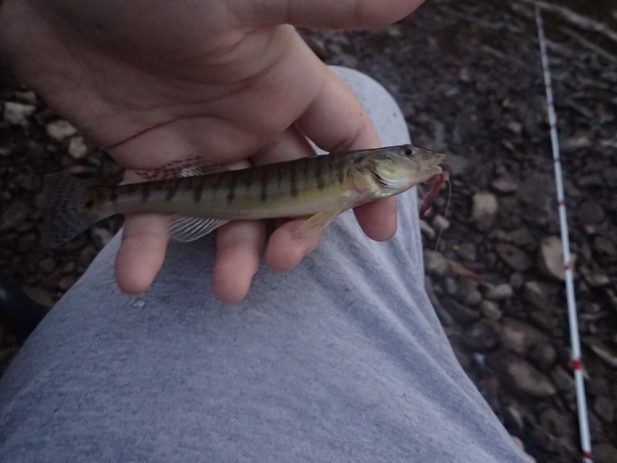 Image of Logperch