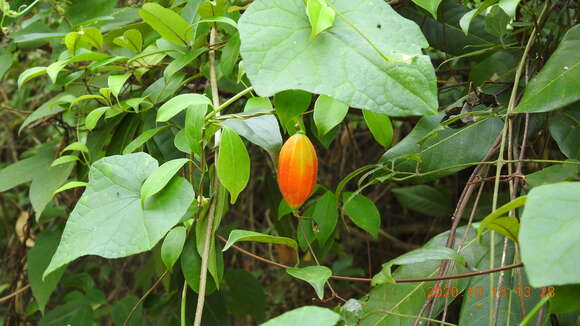 Image of Trichosanthes cucumeroides (Ser.) Maxim.