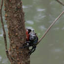 Imagem de Neosarmatium smithi (H. Milne Edwards 1853)