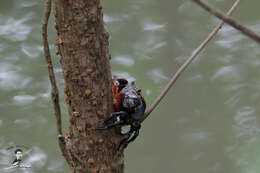 Imagem de Neosarmatium smithi (H. Milne Edwards 1853)