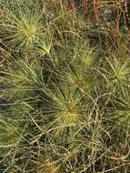 Imagem de Spinifex longifolius R. Br.